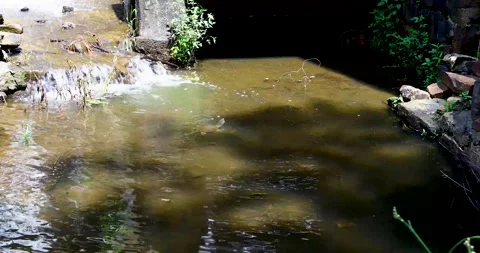 Static video of common snapping turtle at the Old Mill Little Rock Arkansas Stock Footage 315131150