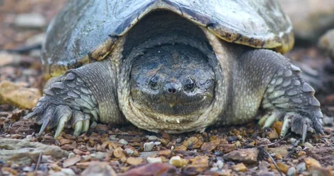 Static video of a Common Snapping Turtle Chelydra serpentina Stock Footage 316044018