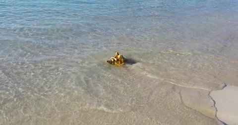 Static video of a Conch shell on a beach in Exuma Bahamas. Stock Footage 250584036