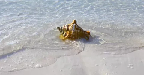 Static video of a Conch shell on the shoreline in Exuma Bahamas. Stock Footage 248045368