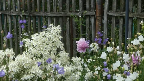 Static video of cottage garden flowers blooming by rustic wooden fence Stock Footage 336843595