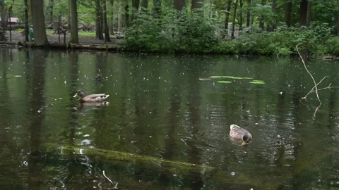 Static video of ducks floating on river  Stock Footage 341802140