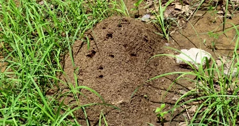 Static video of a fire ant nest Stock Footage 315494606