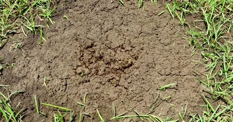 Static video of a Fire Ant Solenopsis nest Stock Footage 315154672