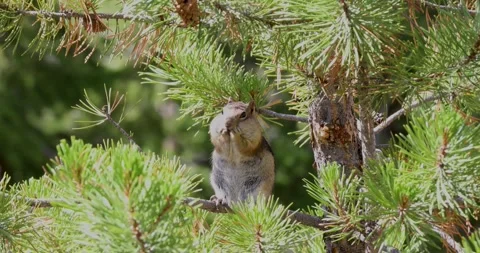 Static video of a Golden-Mantled Ground Squirrel Callospermophilus lateralis Stock Footage 346907046