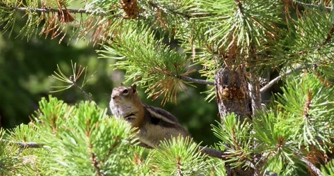 Static video of a Golden-Mantled Ground Squirrel Callospermophilus lateralis in Stock Footage 346907058