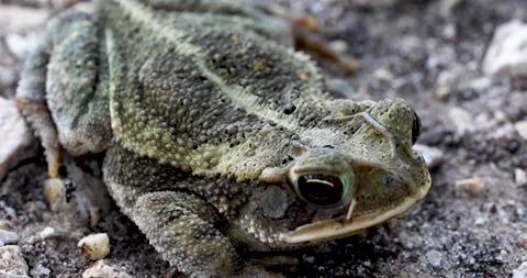 Static video of a Gulf Coast Toad Incilius valliceps closeup Stock Footage 338427572