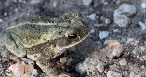 Static video of a Gulf Coast Toad Incilius valliceps Stock Footage 338879962
