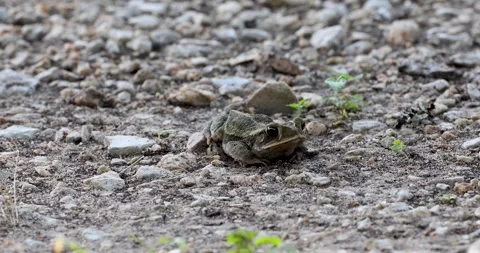 Static video of a Gulf Coast Toad Incilius valliceps Stock Footage 339064246