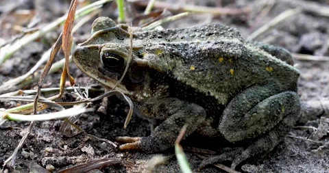 Static video of a Gulf Coast Toad Incilius valliceps Stock Footage 339064349