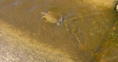 Static video of a juvenile spiny softshell turtle swimming upcurrent Stock Footage 339240616