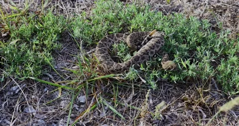 Static video of juvenile Western Diamondback Rattlesnake Crotalus atrox. Stock Footage 199379788