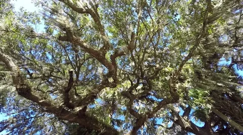 Static video looking up into an old Oak tree while wind moves Spanish Moss Video stock 62472778