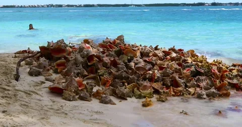 Static video of a pile of Conch shells that have been cleaned for food at Stock Footage 251515559