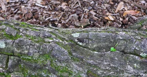 Static video of a small toad on a log and a millipede crawling away. Stock Footage 239957731