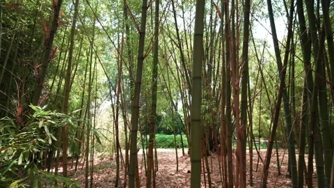 Static view of beautiful green garden in front of museum Stock Footage 273723822