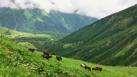 Static view of big group of horses eating grass surounded by green nature in  Stock-Footage 146009507