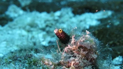 Static view of a blenny fish Stock Footage 75949376
