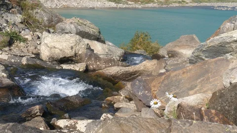 Static view. Brook, flowers and mountain lake. High wind. 動画素材 103384918