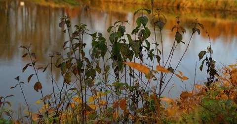 A static view of a bush during an autumn day at a pond that is in the background Stock Footage 97923844