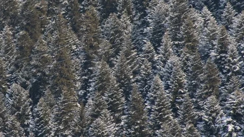 Static view cabin gondola glides over a snowy fir tree landscape at a bustl.. Stock Footage 324939397