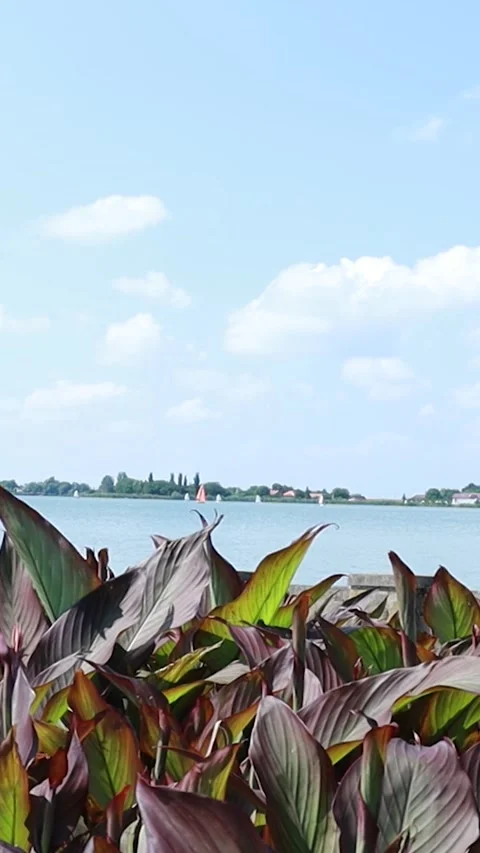Static View of Canna Lilies and Sailboats on Palic Lake Stock-Footage 333554486