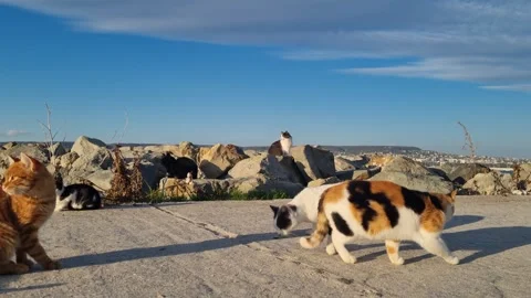 Static view of cats resting on seaside rocks under sky Stock Footage 320335478