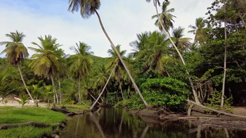 Static view of the Cepe River with palm trees in a state of calm, Aragua state Stock Footage 331749682