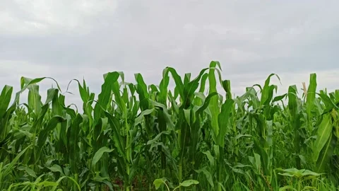 Static view of crop field Stock Footage 141711632