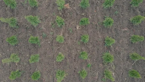 A static view from the drone of coniferous green arborvitae growing in the Video stock 118285814