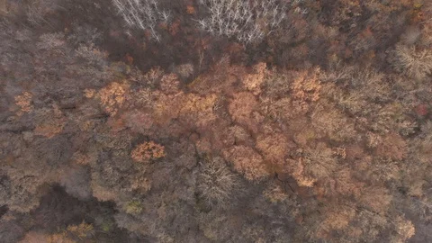 Static view from the drone to the tops of yellow trees in autumn. Top down view Video stock 119707467