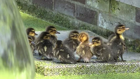 Static view of ducklings together on metal plat in small pond 4k Stock Footage 149434162