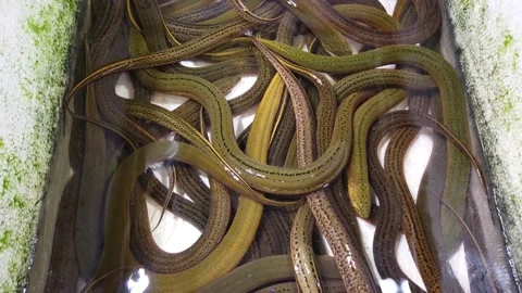Static view of eels in captivity in styrofoam box on food market 4k Stock Footage 167754251