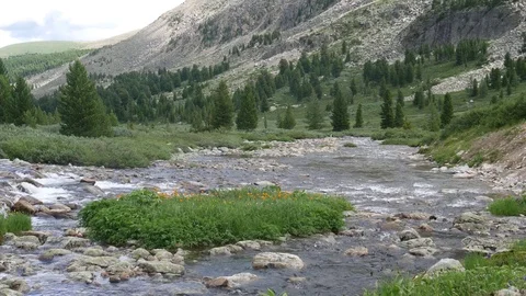Static view to fast brook, mountain, orange flowers and forest. Altai. Video stock 84595379