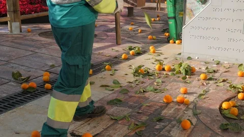 Static view of a female worker harvesting orange trees in a city center. Stock Footage 122271263