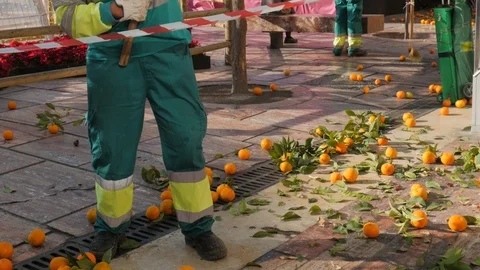 Static view on female worker harvesting orange trees in historical city center. Stock Footage 122274592