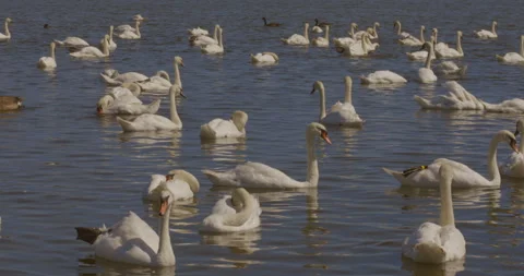 Static view flock of swans swim in lake together outdoors with reflections on Video stock 251059200