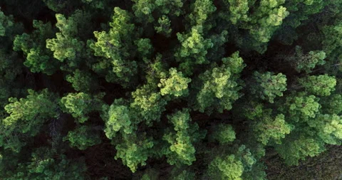 Static view footage with a drone over the canopy of a pine forest, nature b.. Stock-Footage 294197081