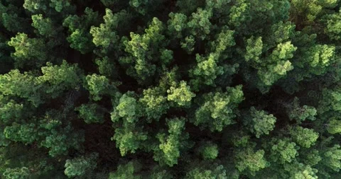 Static view footage with a drone over the canopy of a pine forest, nature b.. Stock Footage 294198430
