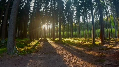 A static view of the forest landscape Stock Footage 333917627
