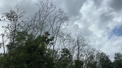 Static view of forest under cloudy sky Stock Footage 327352864