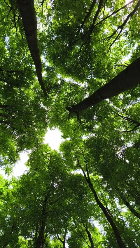 Static view of fresh green deciduous tree canopy with birdsong in forest Stock Footage 337356359