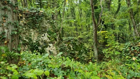Static view of green forest trees and rocky hillside Stock Footage 320335482