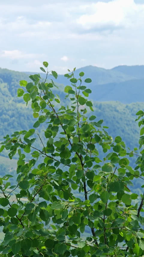 Static view of green mountain valley with forested rolling hills Stock-Footage 337647741