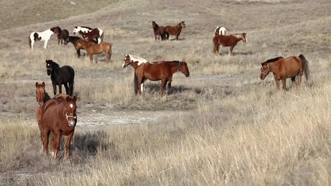Static view on horses at evening pasture Stock Footage 98482720