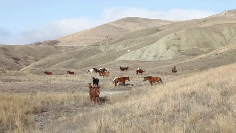 Static view on horses at evening pasture in front of brown hills range Stock Footage 98482952