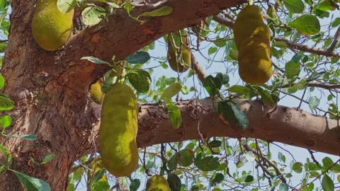 Static View of Jackfruit Tree Heavy with Hanging Fruits in Tropical Countryside Stock Footage 337977957