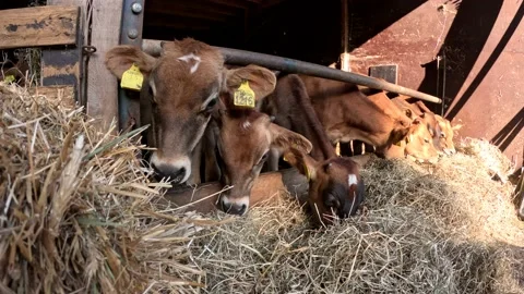 Static view of Jersey cattle is a British breed of small dairy cows 4k Stock Footage 236715051