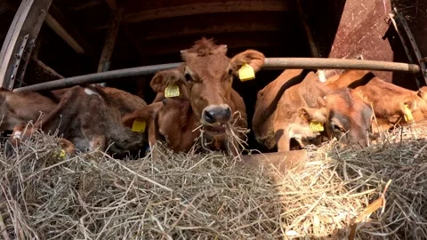Static view of Jersey cattle is a British breed of small dairy cows 4k Stock Footage 262224927