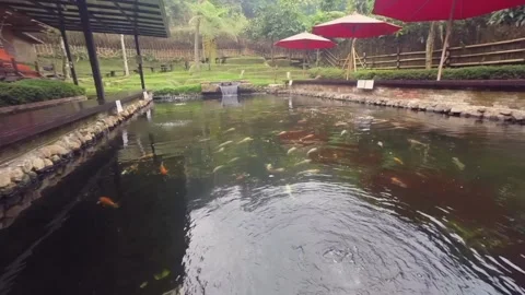 Static view of koi fish pond with red umbrellas and green garden scenery Stock-Footage 345648602